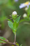 Purplestem aster